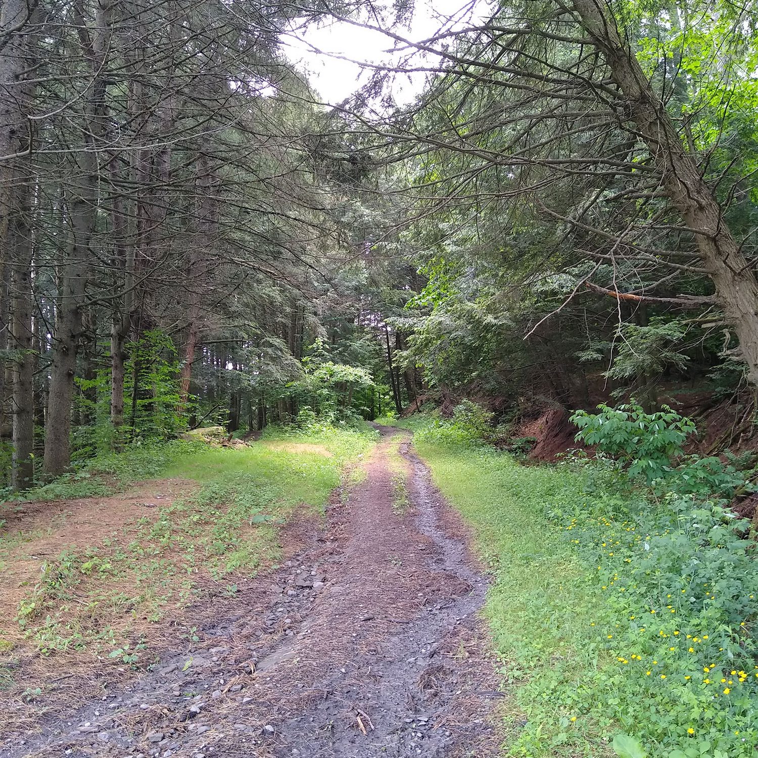 Reservoir Trails Path